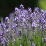 Lavandula Augustifolia