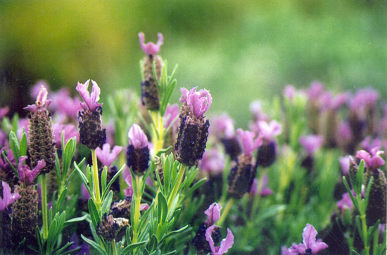 Lavandula Stoeachas
