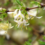 Foi de Lonicera Fragrantissima, l&rsquo;hiver ne vaincra pas !