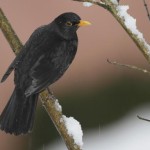 Un lierre trop envahissant dans votre jardin ?