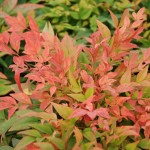 Nandina Domestica