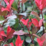Photinia X Fraseri « Red Robin Nana »