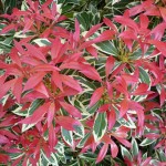 Pièris Japonica ‘carnaval’