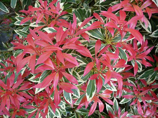 Pièris Japonica ‘carnaval’