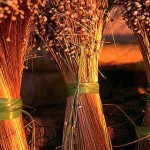 L&rsquo;or végétal, une riche trouvaille !