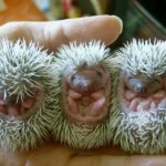 Début mars, le réveil des hérissons !