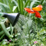 Des brèves de jardins:  astuces de jardiniers