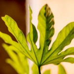 La permaculture, c&rsquo;est quoi ?