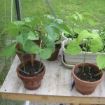 L’électroculture est en marche…