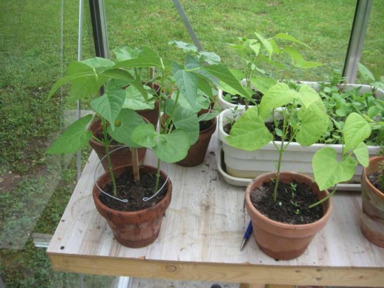 L’électroculture est en marche...