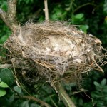Au printemps, de la mousse pour les nids des oiseaux !