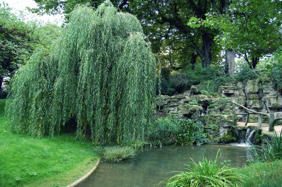 Hormone de bouturage naturelle, l’eau de saule !