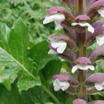 Acanthus Mollis
