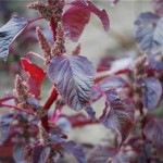 L&rsquo;arroche rouge à semer dans votre potager au mois de mars !