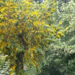 L&rsquo;Azara Serrata, pas aussi frileux qu&rsquo;on le dit !