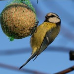 Nourrir nos amis les oiseaux !