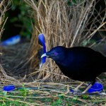 [ INSOLITE ] L’oiseau jardinier cultive sa décoration d&rsquo;intérieur !
