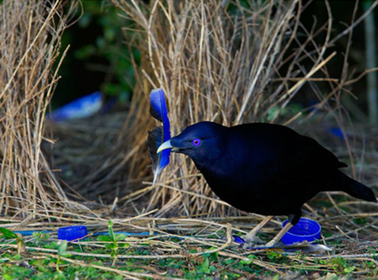 [ INSOLITE ] L’oiseau jardinier cultive sa décoration d'intérieur !