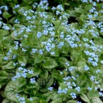 Le Brunnera Jack Frost, un myosotis vivace !
