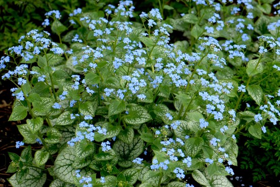 Le Brunnera Jack Frost, un myosotis vivace !