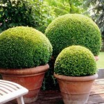 Buxus Sempervirens