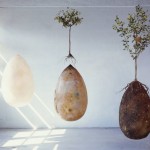 [CONCEPT] Le cercueil-arbre &laquo;&nbsp;Capsula Mundi&nbsp;&raquo;… Ecolo à la vie, à la mort !