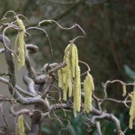 Corylus Avellana Contorta