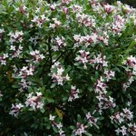 Daphné Transatlantica Eternal Frangance