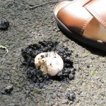 [INSOLITE] Les démolisseurs des trottoirs…