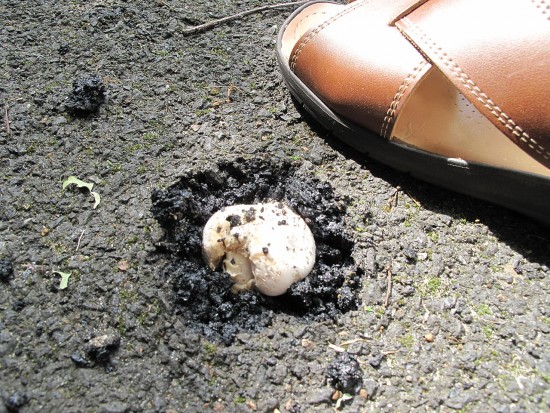 [INSOLITE] Les démolisseurs des trottoirs...