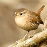 Mon aventure avec Monsieur Oiseau Troglodyte !