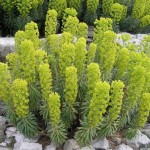 Euphorbia Chariacias