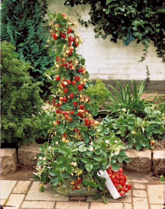 Des fraises au balcon, une idée gourmande !