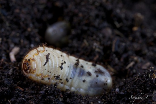 Des larves dans le compost ? Pas de panique !