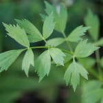 Le céleri perpétuel, appelé aussi &laquo;&nbsp;livèche&nbsp;&raquo; ou &laquo;&nbsp;ache des montagnes&nbsp;&raquo;