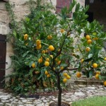 Redonnez un coup de fouet à vos agrumes au sortir de l&rsquo;hiver !