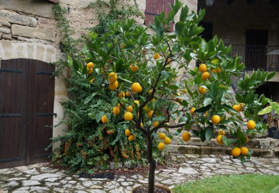 Redonnez un coup de fouet à vos agrumes au sortir de l'hiver !
