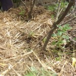 Avant de semer au potager, ratissez les paillis !