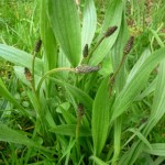 Piqûres, écorchures, ampoules, toux… Avec le plantain lancéolé, on guérit presque tout !