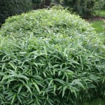 Pleioblastus Pumilus