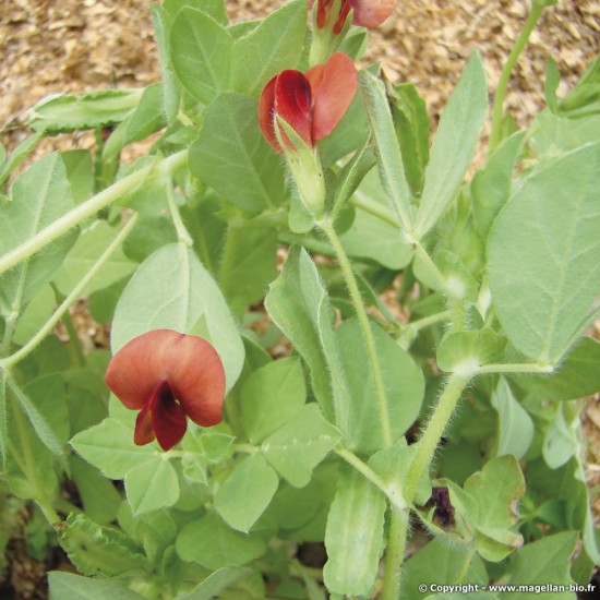 Le pois asperge, un légume pour le potager d’un curieux...