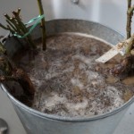 Plantez et déplacez vos plantes, c’est le moment !