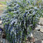 Romarinus Officinalis Prostratus