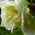 Du vert dans les roses, la couleur fraicheur apporte une note étrange à vos jardins…