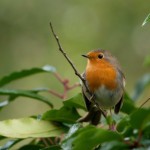 Le rouge gorge, un brin effronté !