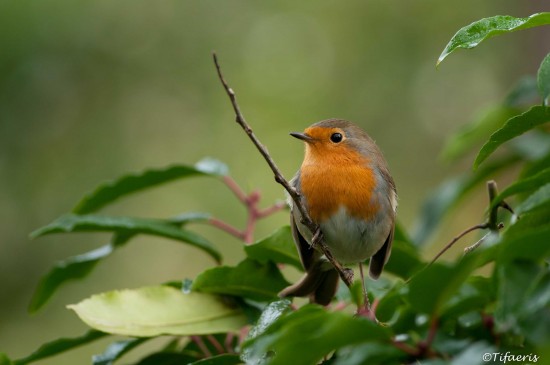 Le rouge gorge,  un brin effronté !