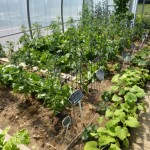 L&rsquo;appel du potager retentit ! Ce qu&rsquo;il faut semer dès le mois de mars !