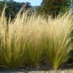 Stipa Tenuifolia
