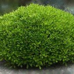 Pittosporum Tobira Nana