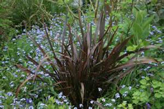 Phormium « Jack Spratt »